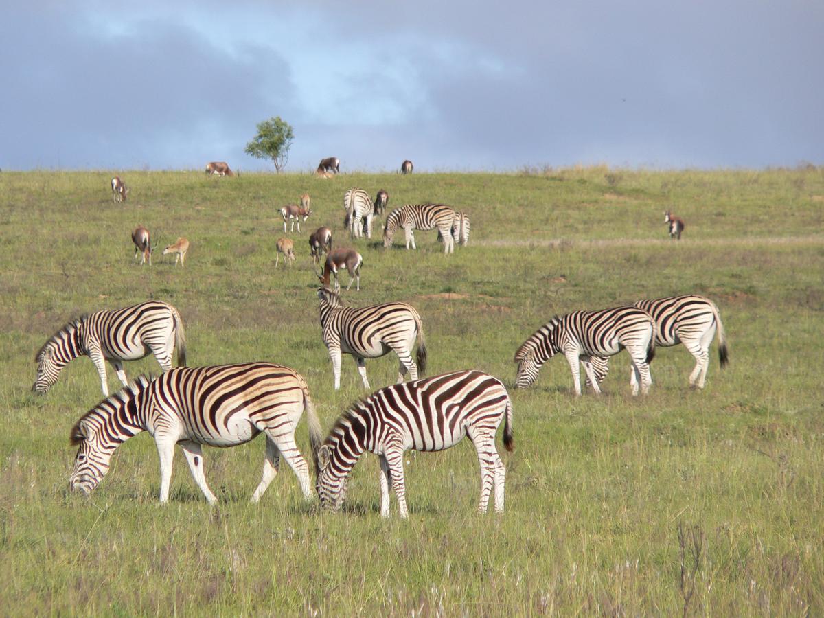 Lalibela Game Reserve Mark'S Camp Grahamstown Extérieur photo