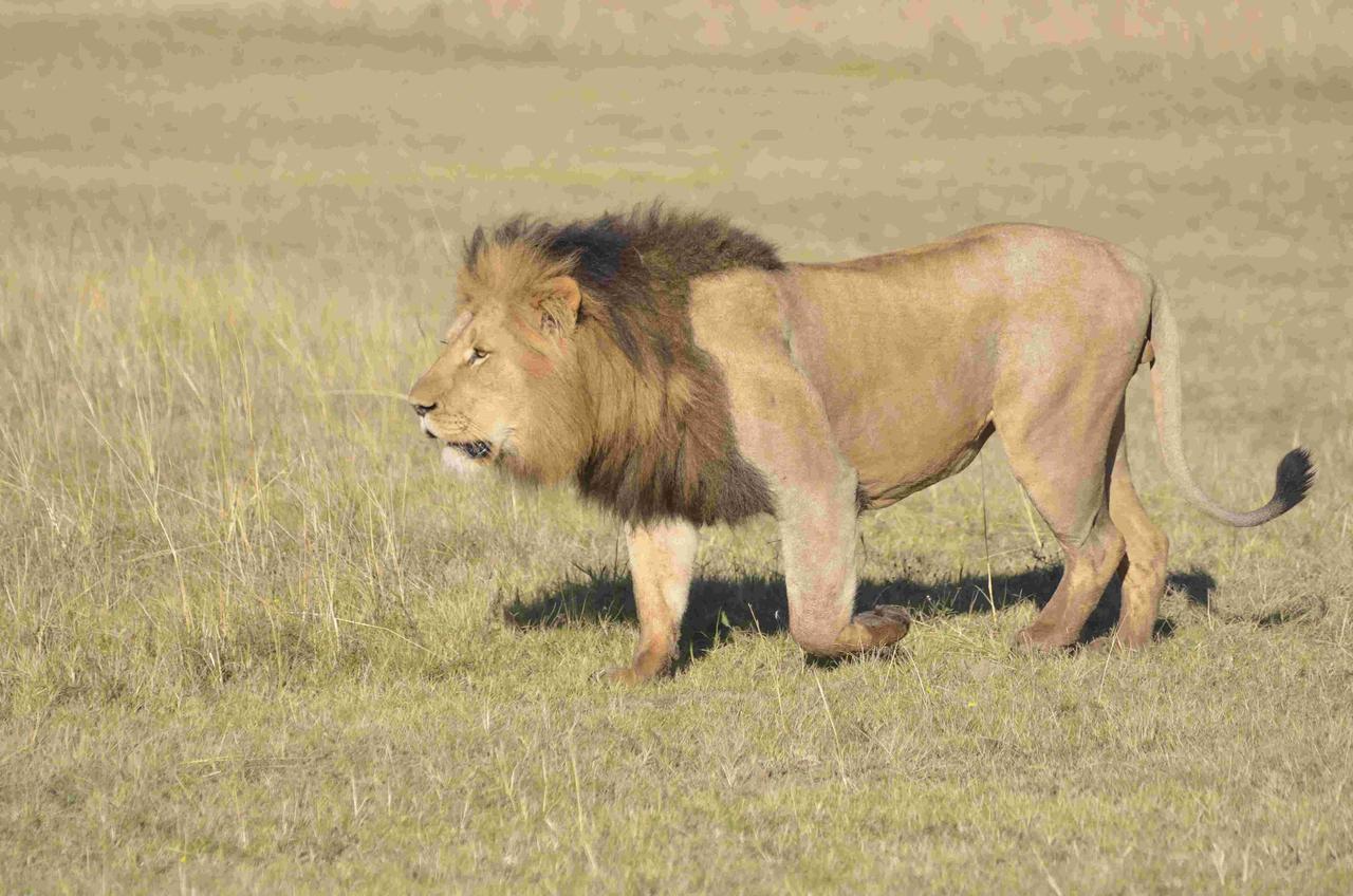 Lalibela Game Reserve Mark'S Camp Grahamstown Extérieur photo