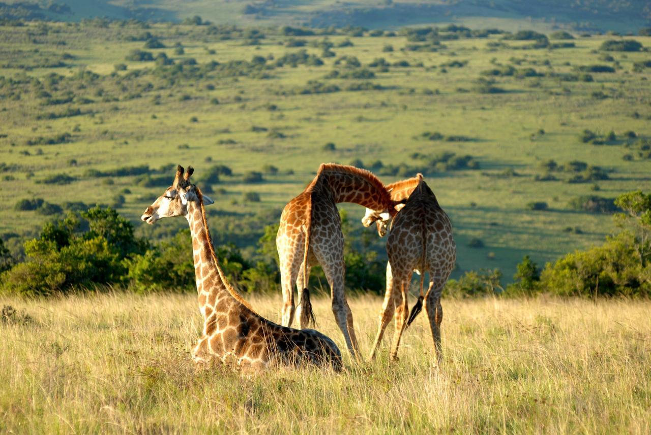 Lalibela Game Reserve Mark'S Camp Grahamstown Extérieur photo