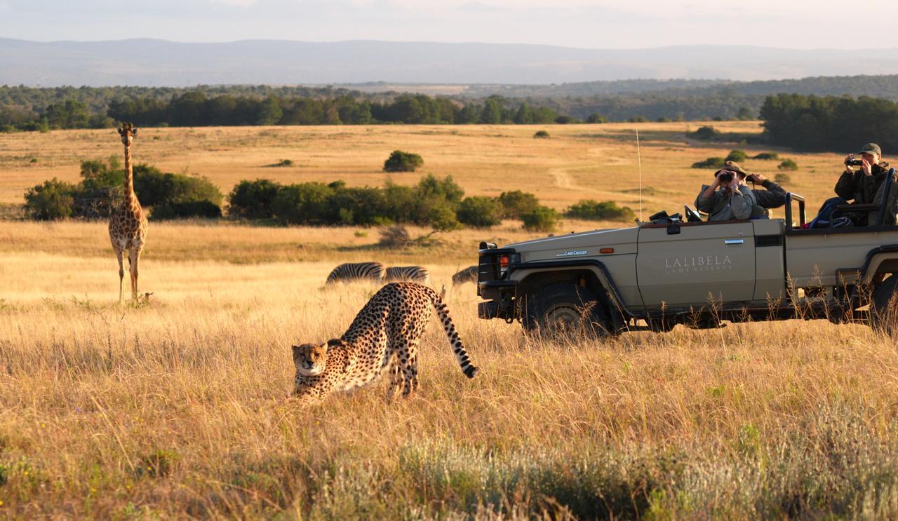 Lalibela Game Reserve Mark'S Camp Grahamstown Extérieur photo