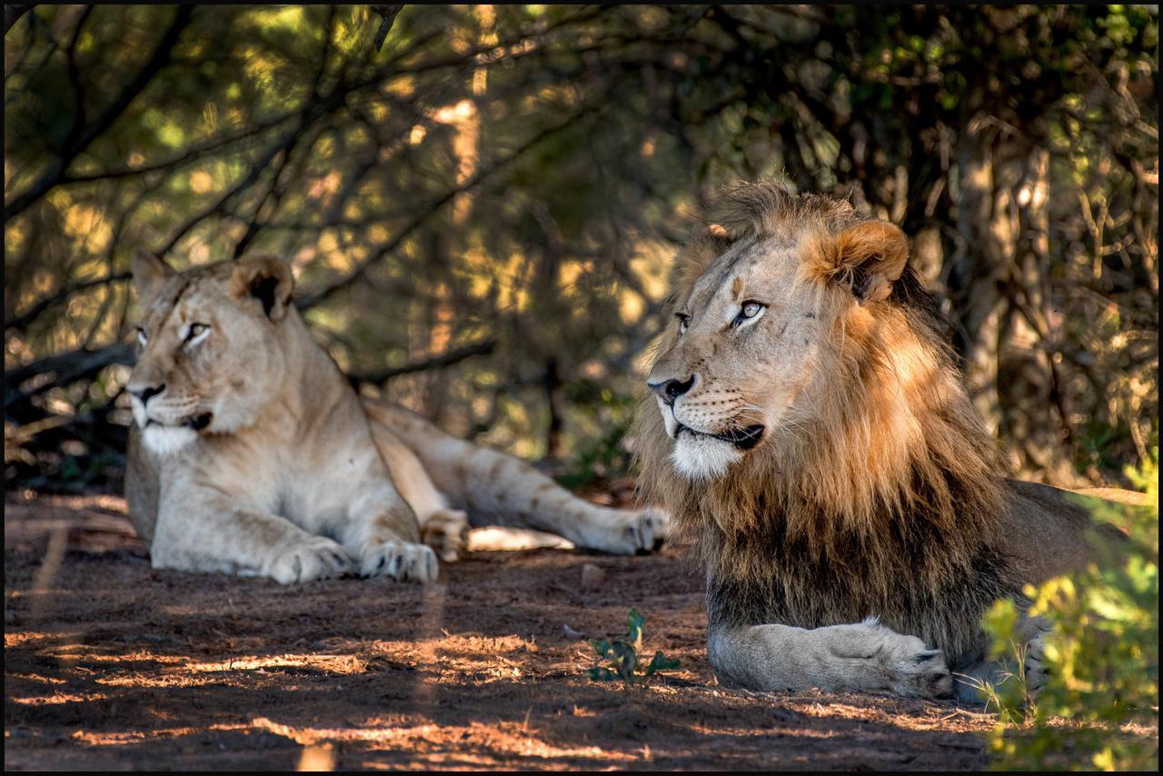 Lalibela Game Reserve Mark'S Camp Grahamstown Extérieur photo