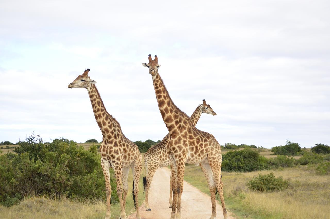 Lalibela Game Reserve Mark'S Camp Grahamstown Extérieur photo