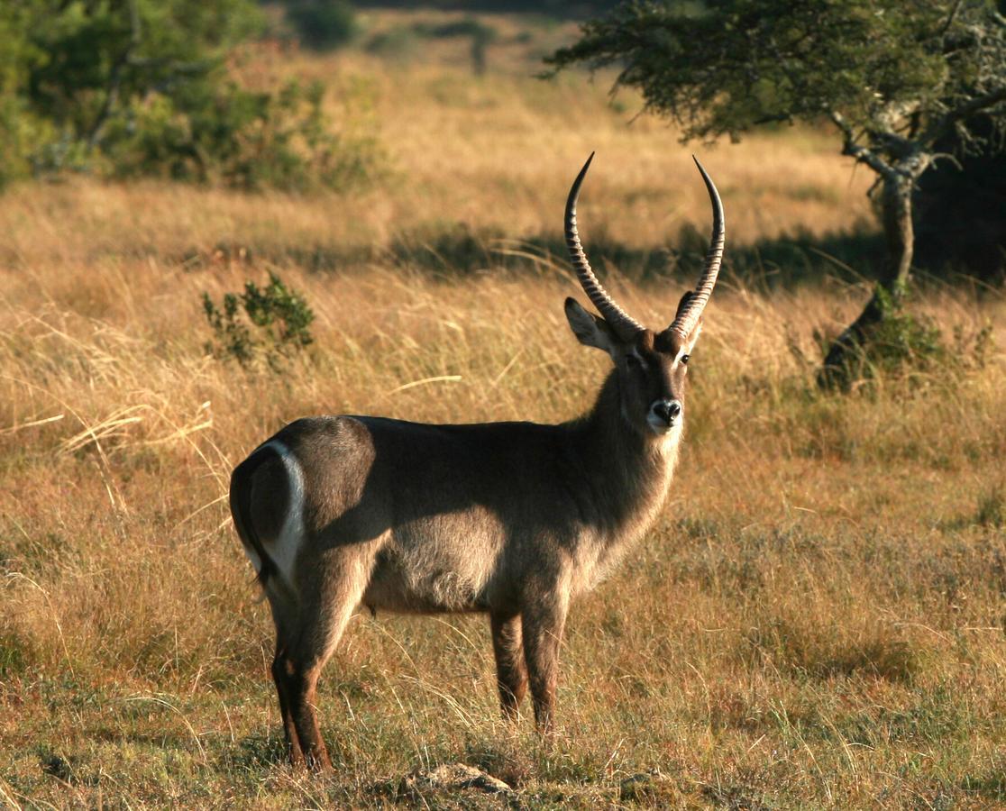 Lalibela Game Reserve Mark'S Camp Grahamstown Extérieur photo
