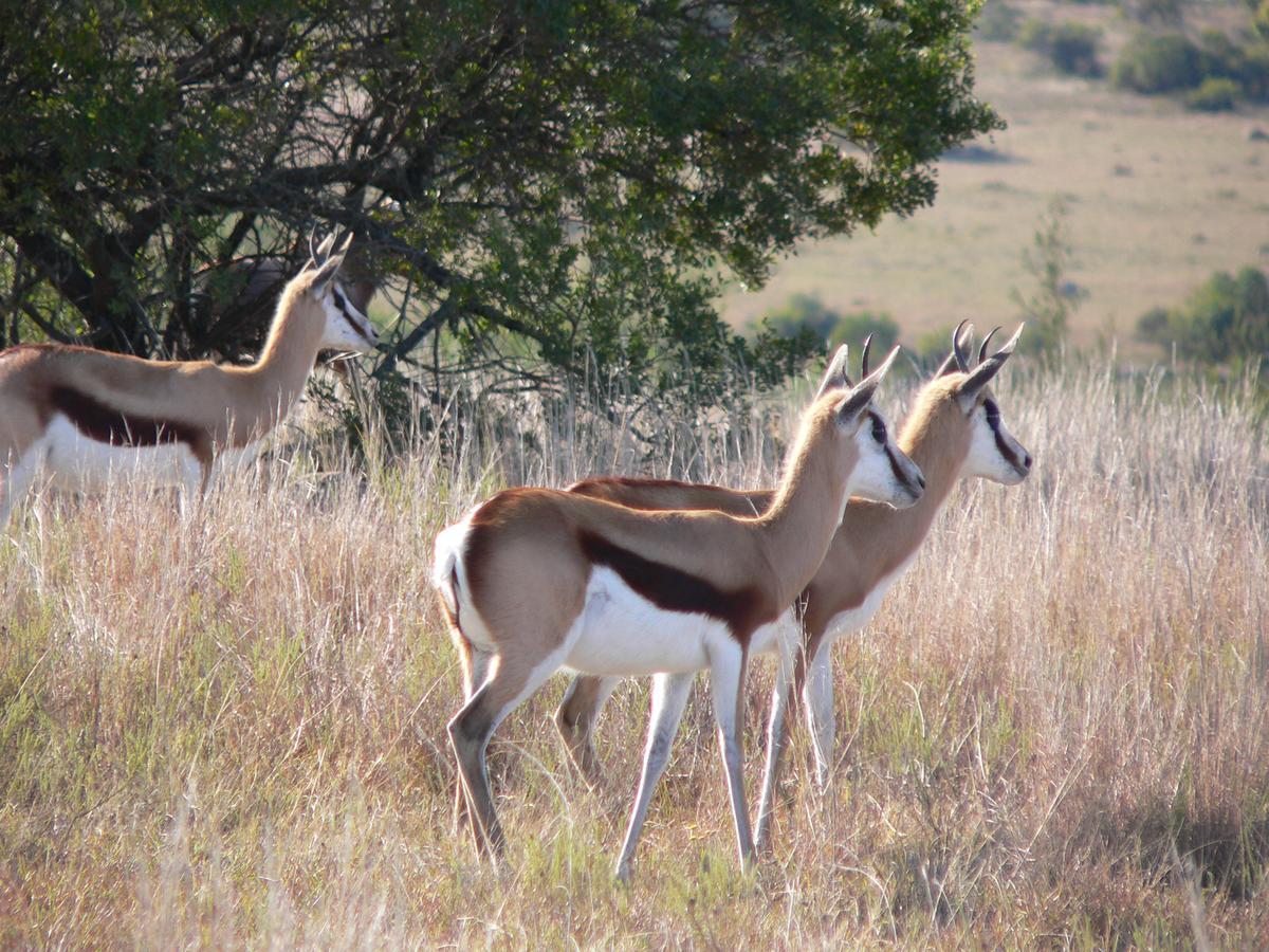 Lalibela Game Reserve Mark'S Camp Grahamstown Extérieur photo
